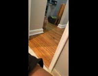 Collab BitchMP - Brown dog scoffs and walks away