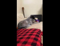 Dog getting treat from bark box timelapse