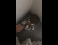 Girl tries to pet brown bunny rabbit 