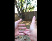 Video of birds released in slow motion