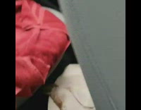 Turtle flips over backwards back seat car