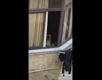 Orange white cat sitting on wooden chair at window