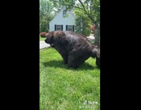 Large black bear dog poops grass leash 
