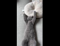 Gray kitten stretching on couch 