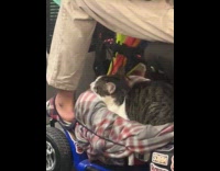 Guy in scooter rides train with pets