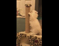 White kitten leopard print scratching post toy
