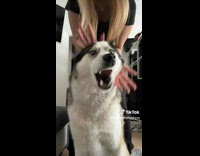 Lady Holds Huskys Mouth then Rotates Around Head