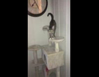 Baby kitten falls off cat tower 