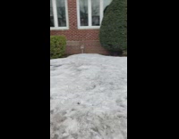 Guy wears black sweater pink butterfly wings 