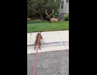 Pitbull barks on bull elk got ignored