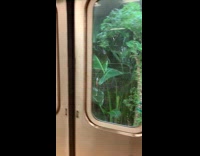 Tall green plants subway train window station 