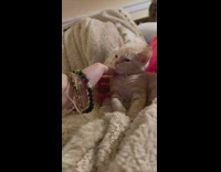Sleepy Cats Bites Playfully as Lady Pets it