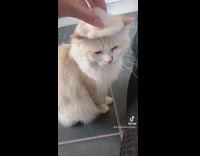Collab BitchMP - White fur hat for cat after brushing