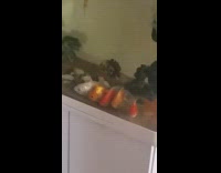 Goldfish lay at bottom of fish tank