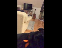 Dog eat treat on nose slow motion