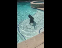 Large black dog stands in pool backyard
