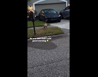 Man greets goose and makes noise 
