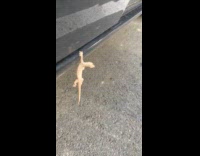 Man shows gecko hanged on black car