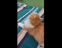 Woman leads cat to attack boyfriends back