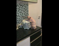 Pink naked cat hovers over Rice Cooker on kitchen counter