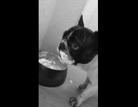black white dog eats yogurt from a bowl 