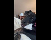 Dog hold bite and chew the blanket