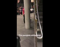 Guy in gray plaid shirt walks like a penguin at a penguin seminar