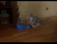Cat inside the shoebox fights another cat