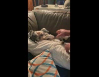 Dog sleeps on back wont get up