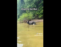 [third party] Man makes compilation video life with dogs