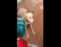 Woman feed cold slices to pet dog