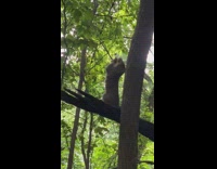 Woman feed pigeons and squirrels at park part 3