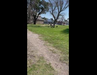 Woman lie down at the grass with black swans around