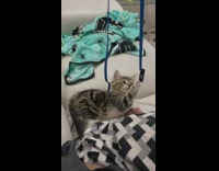 Kitten plays with blue lanyard 