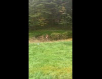 Photographer direct shirtless guy animal poses  swamp