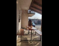 Brown dog climb picnic table outside house