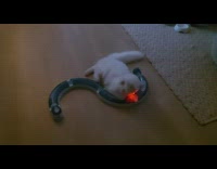 Kitten lays on floor by rail toy