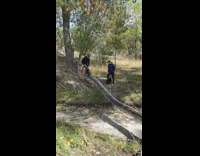 Boy tries to ride onewheel falls and lands on tree 