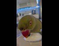 Green bird eats yogurt on metal spoon