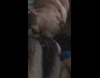 Small dog licks inside big dogs mouth