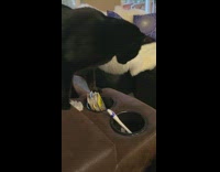 Cat steals tarot cards