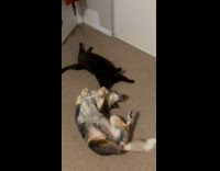 Dog play with cat lies on floor