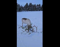 Reindeer got a branch stuck on antlers