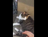 Cat petted and meows on owner command
