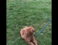 Dog plays fetch orange frisbee