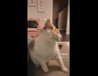 Cat pipe cleaners color teletubbies