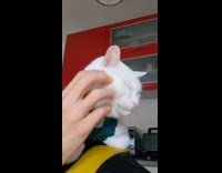 Cat lays on man shoulder gets sleepy