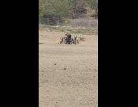 Dog sitter with different breeds sit park