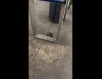 Rat eats chicken bone at subway station