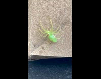 Green Spider on Paper Bag Blinks Eyes